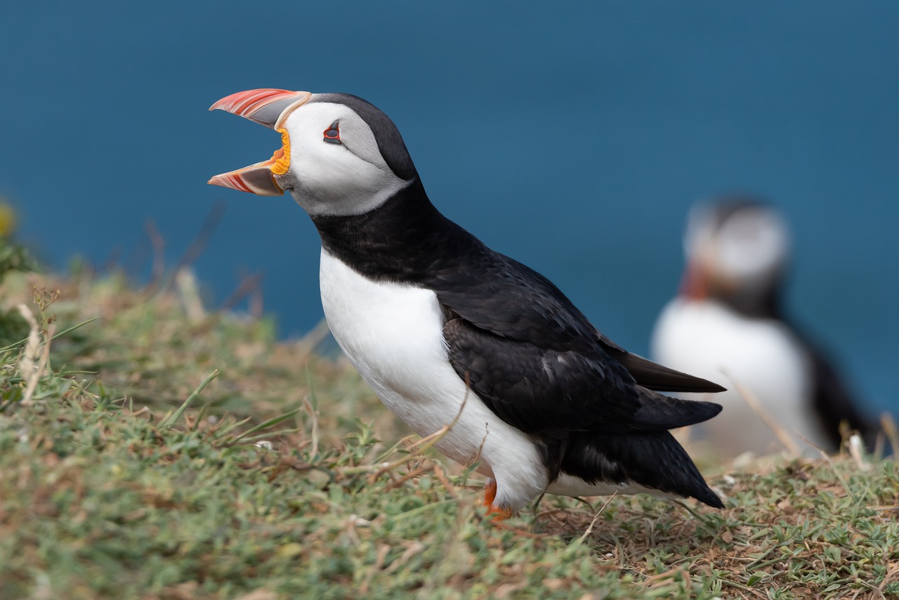 puffins, birds, nature-5170171.jpg